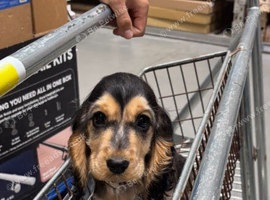 Beautiful female show cocker spaniel