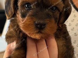 Yorkiepoo