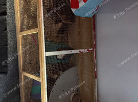 3 guinea pigs and enclosure