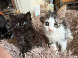 Long Haired Kittens Ready Now (READ DESCRIPTION)