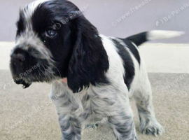 Cocker Spaniel Show Pups