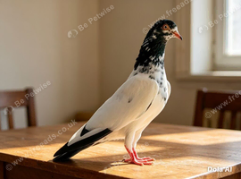 Pigeon