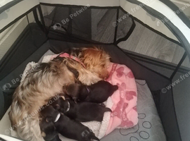 4, Yorkshire terrier male puppies