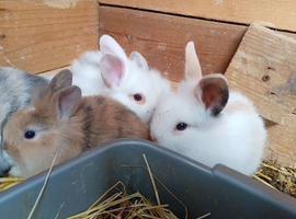 Lop cross lionhead babies