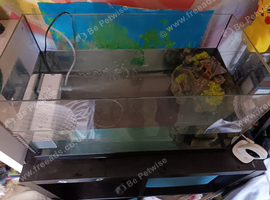Axolotl for sale