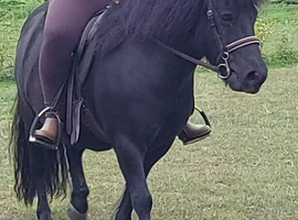Registered Standard shetland