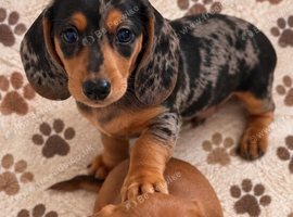 3 Miniature dachshund
