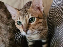 Savannah