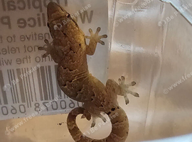 Mourning Geckos FOR SALE