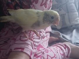 6 baby hand tame kakariki