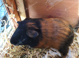 Guinea Pigs (Male)
