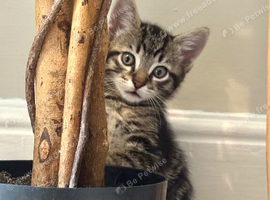 Kittens looking for forever homes