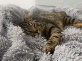 Rehome