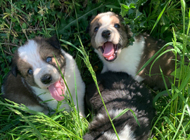 4 gorgeous puppies Border Collie