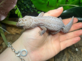 Oreo Patternless Fat Tail Gecko at Birmingham Reptiles