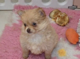 5mth old pomeranian