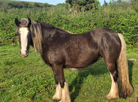 Stunning San Cler Silver dapple filly!
