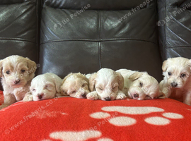 6 beautiful maltipoo puppies