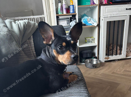 Dachshund cross frenchie