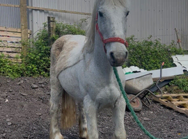 Connie x cob riding gelding