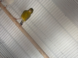 1 Irish fancy and 1 raza cock bird canary for sale