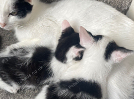 3 female kittens ready to go