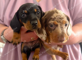 2 KC Reg Miniature Smooth Haired Dachshund Puppies - PRA Clear - READY 15/10