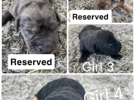 Patter jack puppies