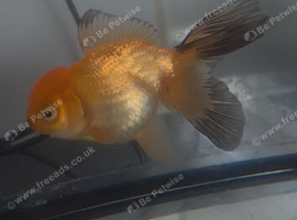 adult goldfish