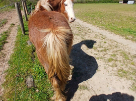 12hh Mini Cob