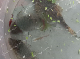 L144 Pair, L181 Trio and L528 Rio Paraguay Bristlenose Pleco, Shrimps and Snails.