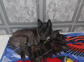 Dutch shepherd x german shepherd puppies