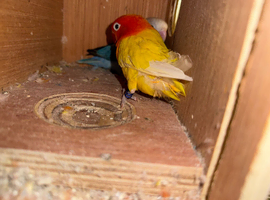 Tamed love birds for sale
