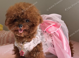 Beautiful tiny asian poodle girl