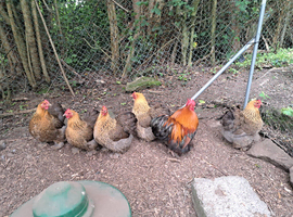Gold Partridge Pekin Bantams