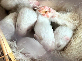 Baby ferrets for sale