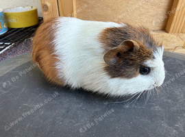 Baby guinea pigs