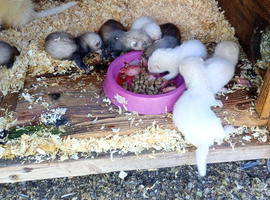 Ferret kits