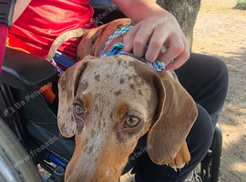 Daple male mini dachshund 6 months old