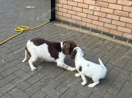 Adorable Cocker Spaniel female puppy ready for her forever home.