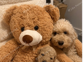 F2b Cockerpoo's 4 little girls for sale and 1 boy