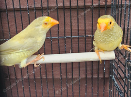 Starfinches