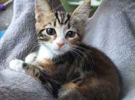 kittens looking for a forever loving home
