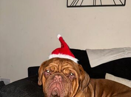 Dogue de Bordeaux needs new home