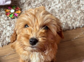Loveable we pup