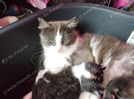 Kittens for sale