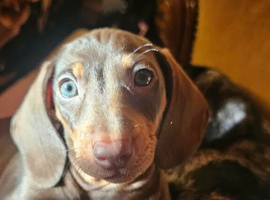1 Beautiful Male Daschund remaining