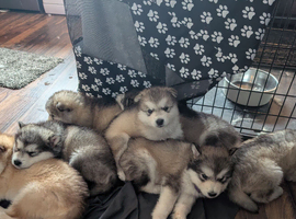 KC Reg Alaskan Malamute Puppies