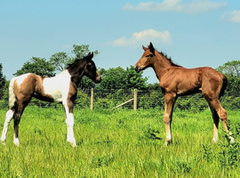 2 smashing foals
