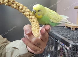 Female budgie for sale